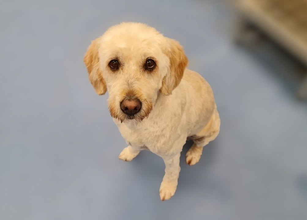 Adorable dog freshly groomed at Shampooched, Croydon, England, GB. Ready for pampering.