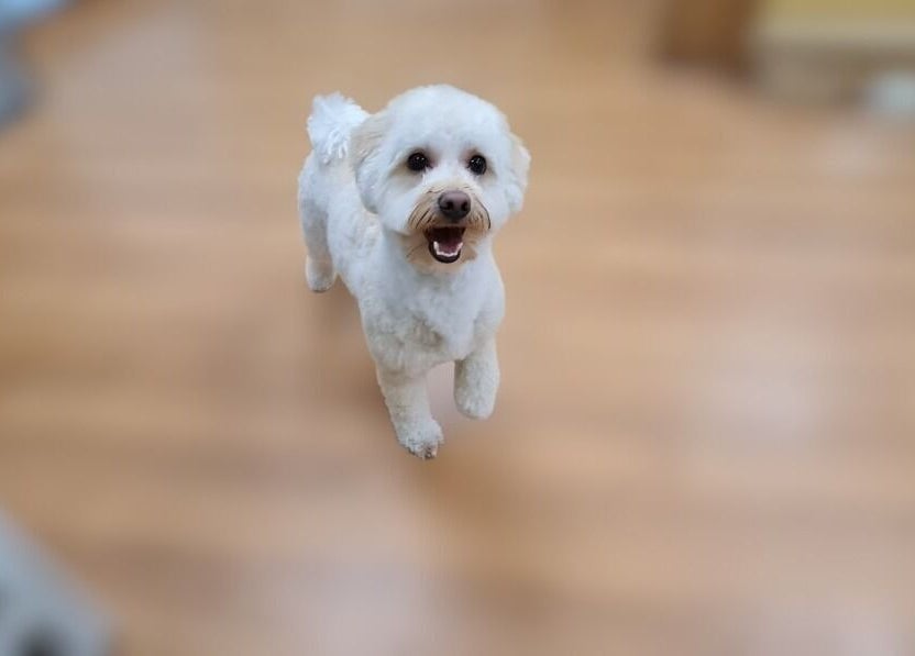 Happy, freshly groomed dog at Shampooched, Croydon, England, GB, showcasing expert pet grooming.