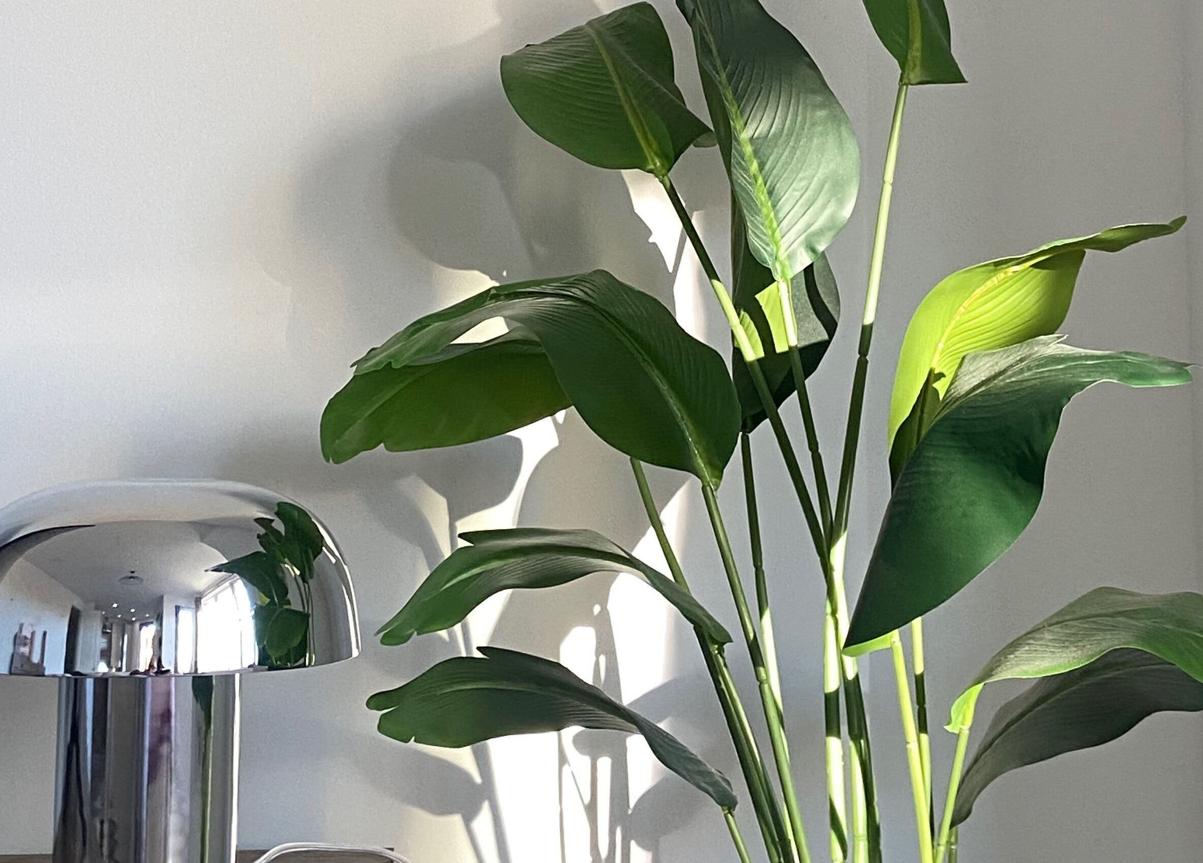Modern lamp and lush plant at June Studios, Edinburgh, Scotland, GB, creating a serene ambiance.