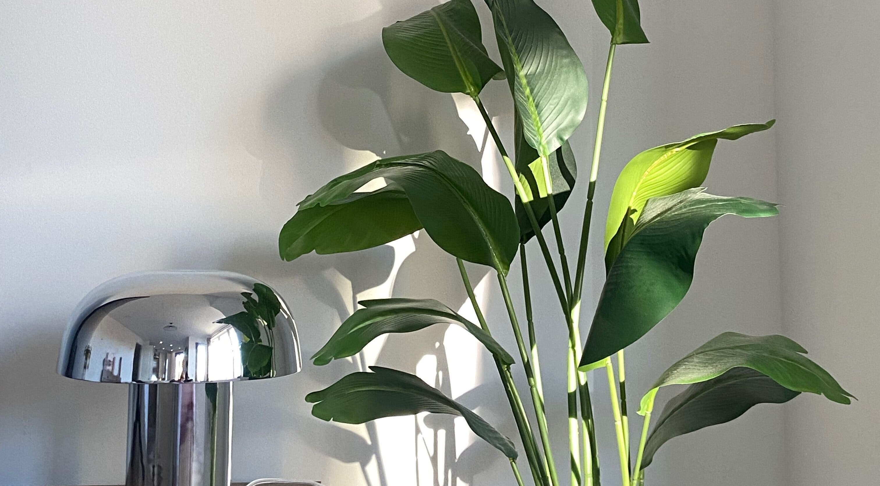 Modern lamp and lush plant at June Studios, Edinburgh, Scotland, GB, creating a serene ambiance.