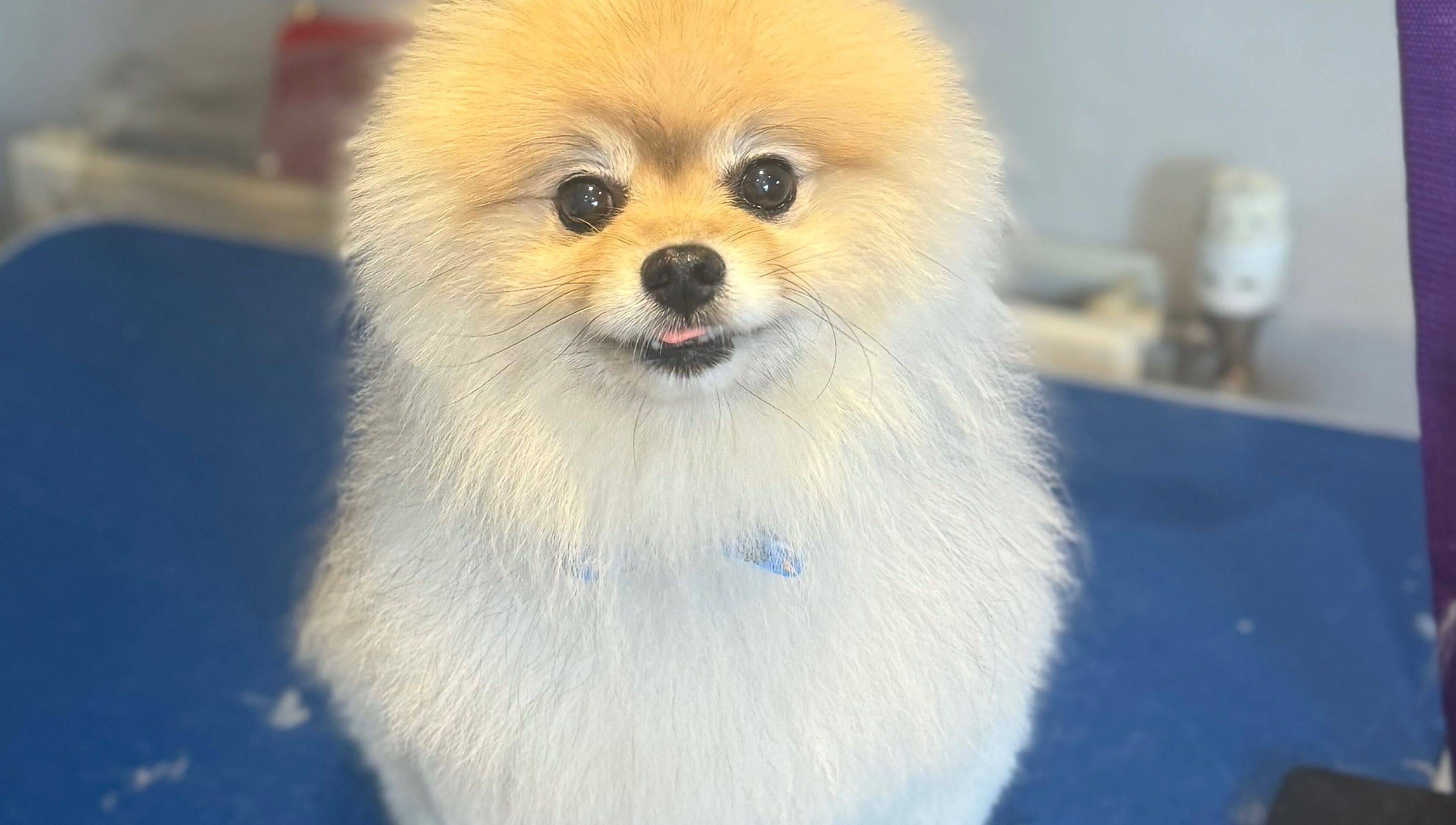 Adorable fluffy dog at Pawlished Pups, Glasgow, Scotland, GB, showcasing expert grooming results.