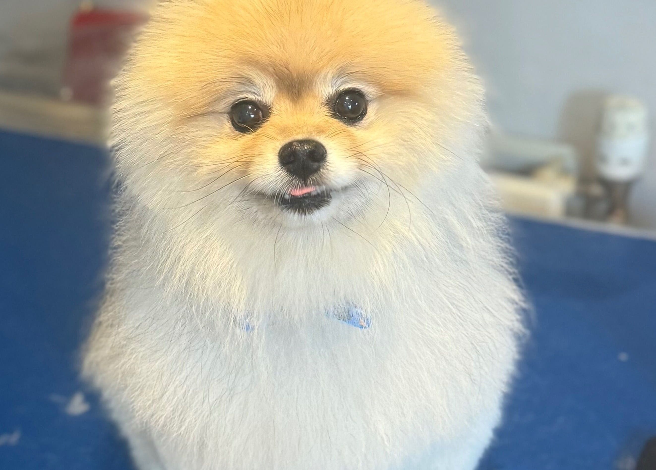Adorable fluffy dog at Pawlished Pups, Glasgow, Scotland, GB, showcasing expert grooming results.