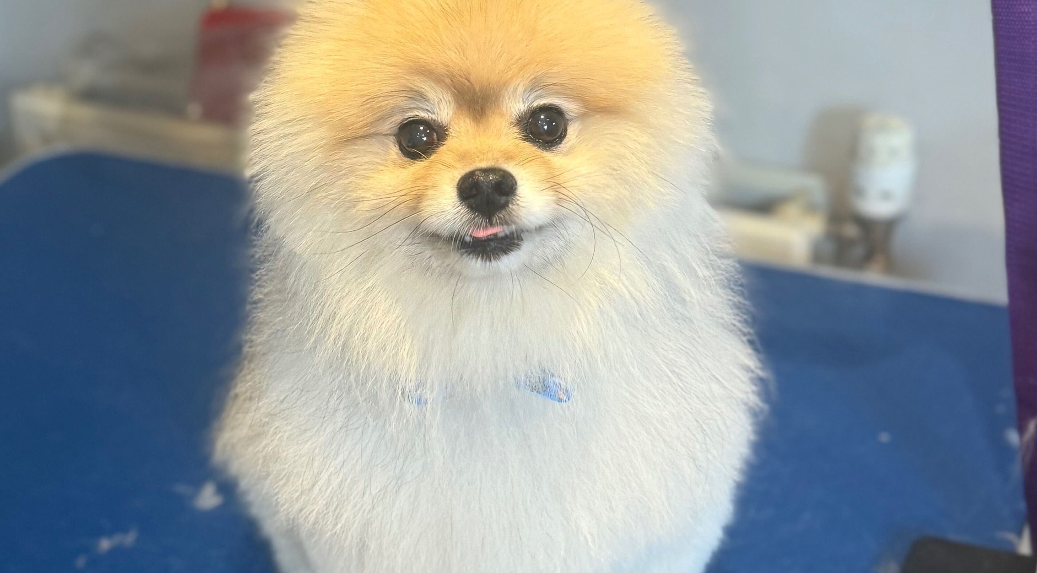 Adorable fluffy dog at Pawlished Pups, Glasgow, Scotland, GB, showcasing expert grooming results.