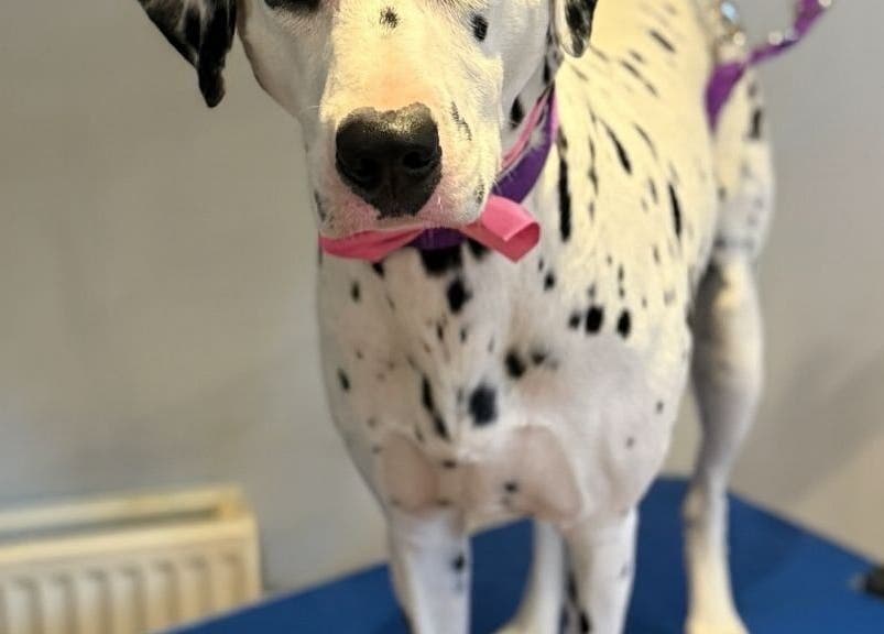 Dalmatian with pink bowtie at Pawlished Pups, Glasgow, Scotland, GB, standing elegantly on grooming table.