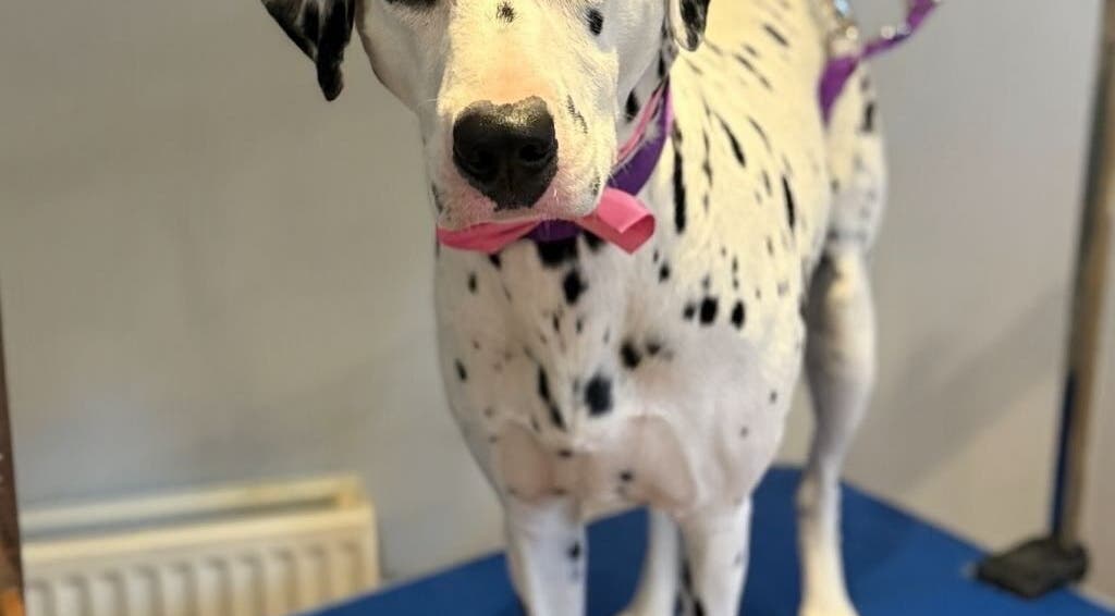 Dalmatian with pink bowtie at Pawlished Pups, Glasgow, Scotland, GB, standing elegantly on grooming table.