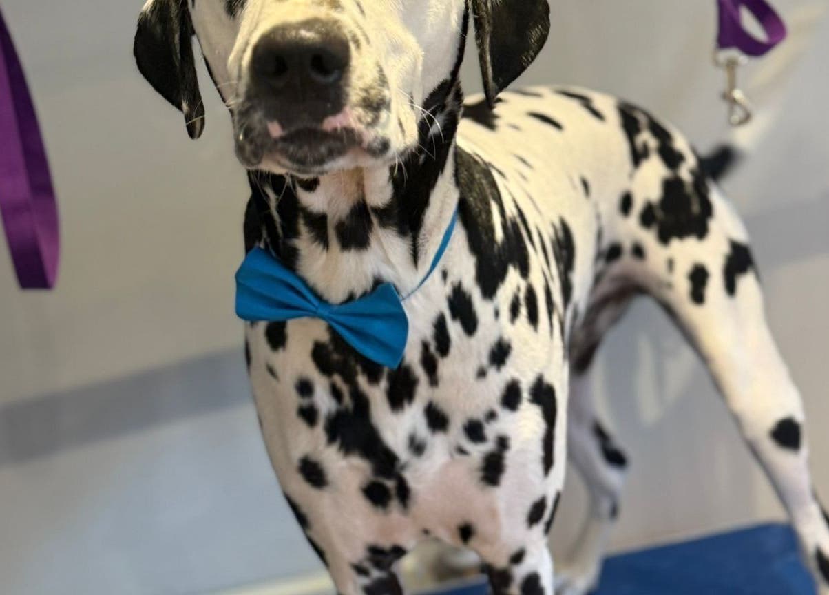 Dalmatian with blue bowtie at Pawlished Pups, Glasgow, Scotland, GB. Pet grooming in a stylish setting.