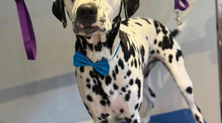 Dalmatian with blue bowtie at Pawlished Pups, Glasgow, Scotland, GB. Pet grooming in a stylish setting.