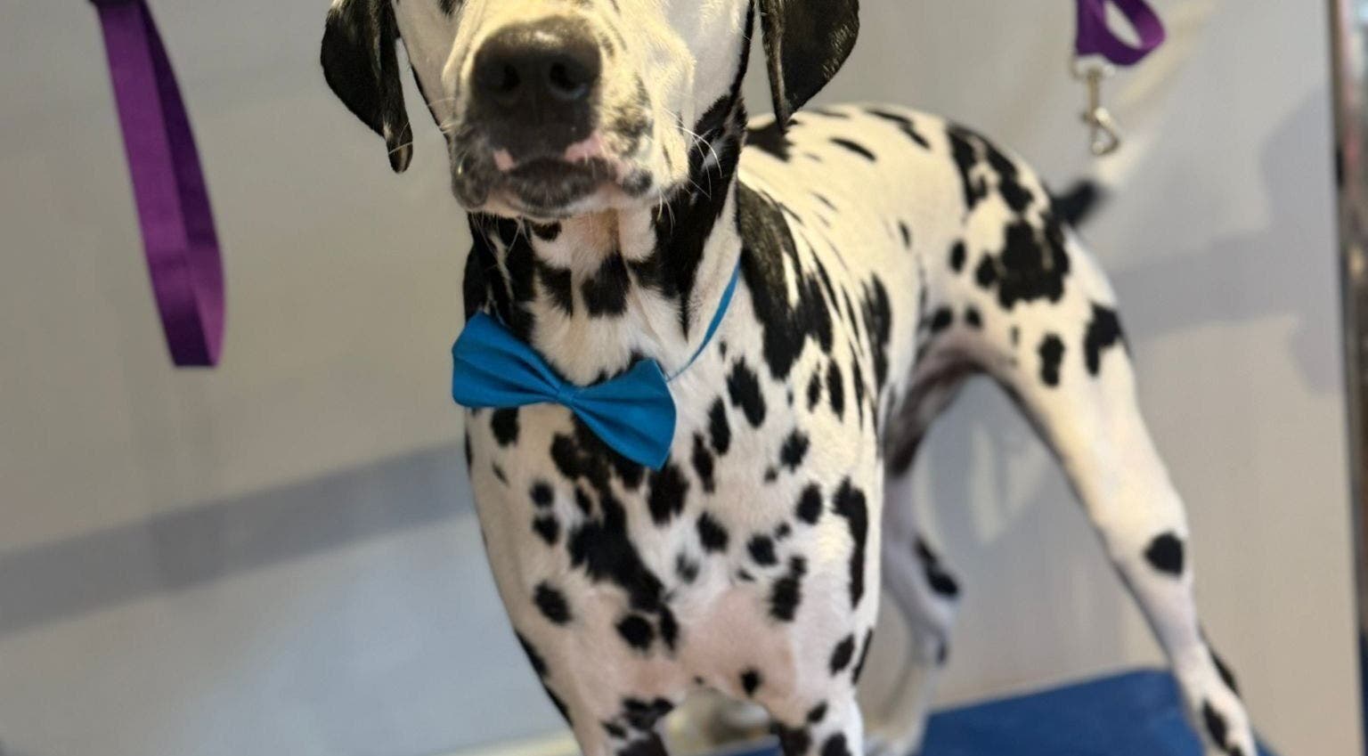Dalmatian with blue bowtie at Pawlished Pups, Glasgow, Scotland, GB. Pet grooming in a stylish setting.