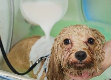 Charming dog enjoys a relaxing bath at CuteSource, Singapore, Singapore, SG. Perfect pet grooming spot.