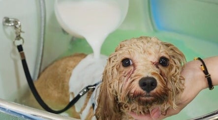 Charming dog enjoys a relaxing bath at CuteSource, Singapore, Singapore, SG. Perfect pet grooming spot.