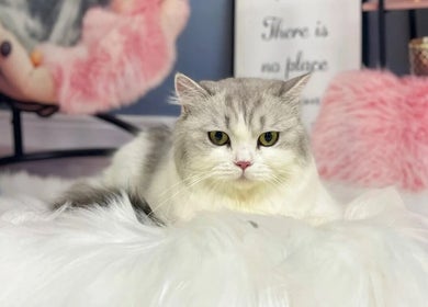 CuteSource's cozy cat corner in Singapore, SG with a fluffy cat nestled on soft pillows.