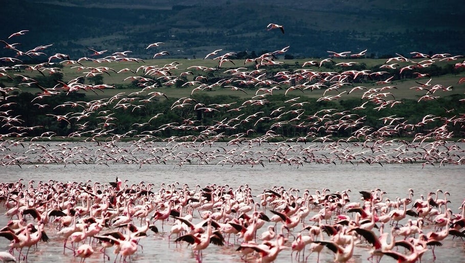 Flamingo rosa al tramonto vicino a Sabba Barber, San Felice Circeo, Lazio, IT, un luogo di bellezza naturale.