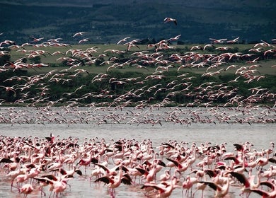 Flamingo rosa al tramonto vicino a Sabba Barber, San Felice Circeo, Lazio, IT, un luogo di bellezza naturale.