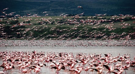 Flamingo rosa al tramonto vicino a Sabba Barber, San Felice Circeo, Lazio, IT, un luogo di bellezza naturale.