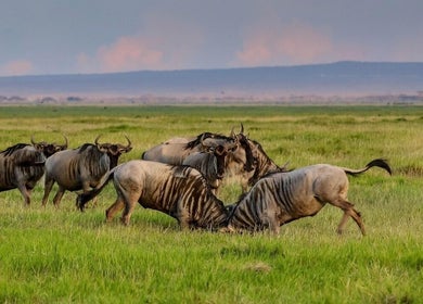 Gnu nel loro habitat naturale, San Felice Circeo, Lazio, IT - Sabba Barber vicina