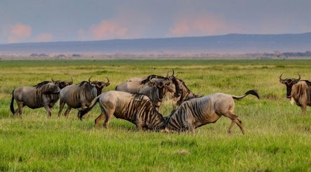 Gnu nel loro habitat naturale, San Felice Circeo, Lazio, IT - Sabba Barber vicina
