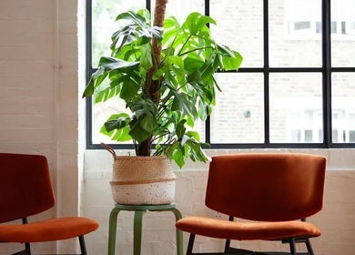 Inviting lounge area with vibrant orange chairs and lush plant at Hair By Ashley Rose in London, England, GB.
