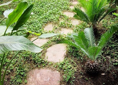 Camino de piedra rodeado de vegetación en DR.FADE, Torrelavega, Cantabria, ES.
