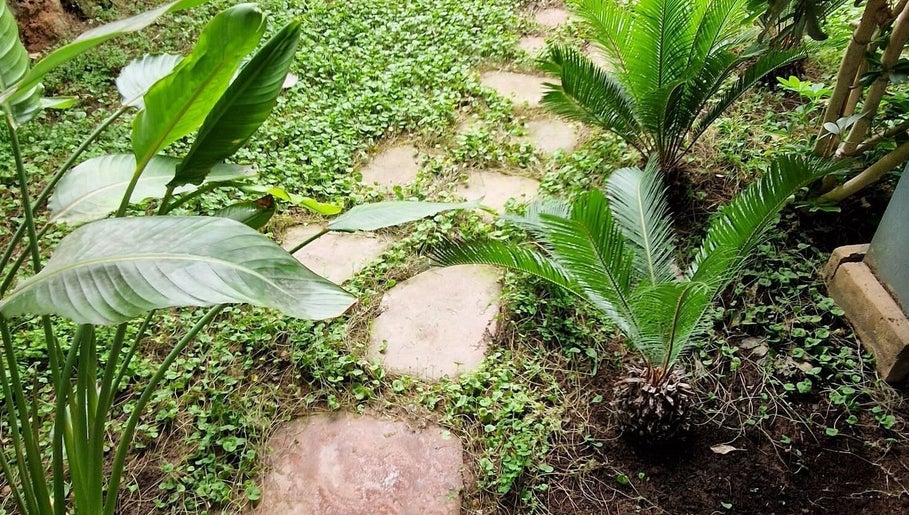 Camino de piedra entre plantas verdes en Dr.Fade, Torrelavega, Cantabria, ES.