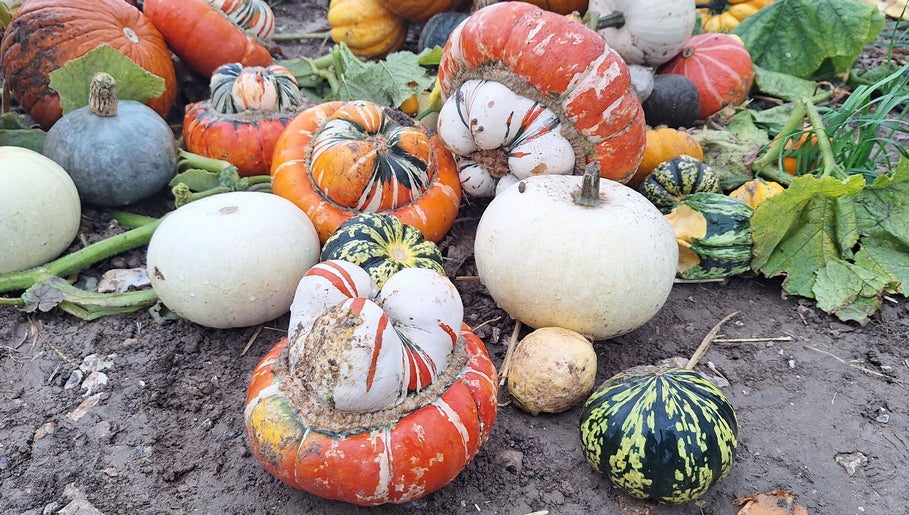 Vibrant mix of squash at Poppy The Hair Fairy, Brighton And Hove, England, GB showcasing natural beauty.