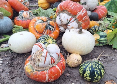 Vibrant mix of squash at Poppy The Hair Fairy, Brighton And Hove, England, GB showcasing natural beauty.