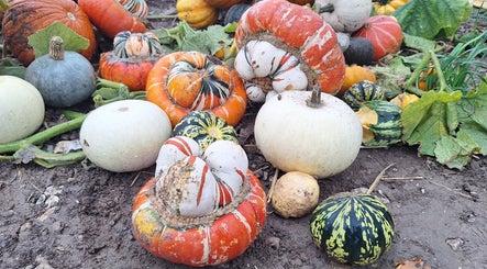 Vibrant mix of squash at Poppy The Hair Fairy, Brighton And Hove, England, GB showcasing natural beauty.