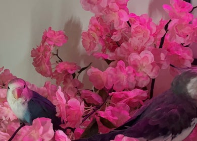 Oiseaux exotiques et fleurs roses à MK BEAUTY, Rivesaltes, Occitanie, FR, créant une atmosphère sereine.
