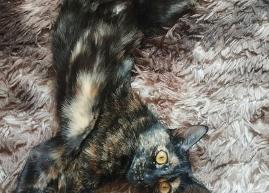 A tortoiseshell cat lounging on a textured brown blanket at Nails By Adela, Eugene, Oregon, US.