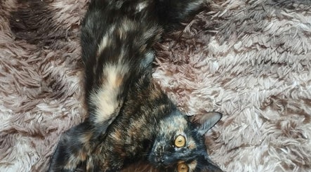 A tortoiseshell cat lounging on a textured brown blanket at Nails By Adela, Eugene, Oregon, US.