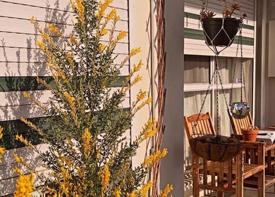 Charming patio at SASA Beauty Studio in Saint Albans, Victoria, AU, featuring vibrant yellow blooms and cozy seating.