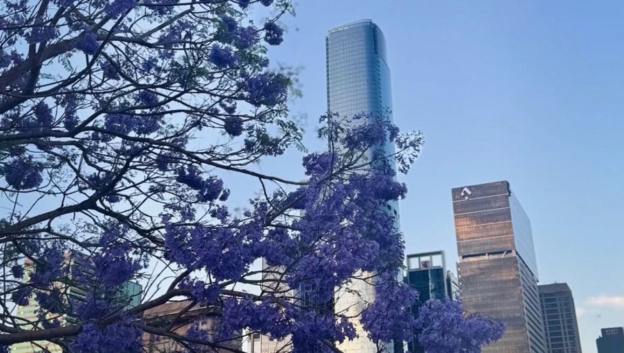 Beautiful jacaranda blooms with skyscrapers at Clarkie Station, Milton, Queensland, AU under a clear blue sky.