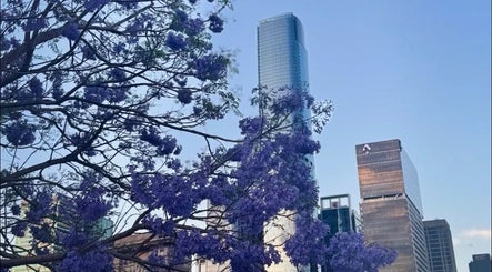 Beautiful jacaranda blooms with skyscrapers at Clarkie Station, Milton, Queensland, AU under a clear blue sky.