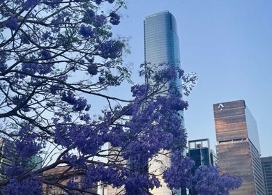 Jacaranda blooms with city skyline at Clarkie Station, Milton, Queensland, AU.