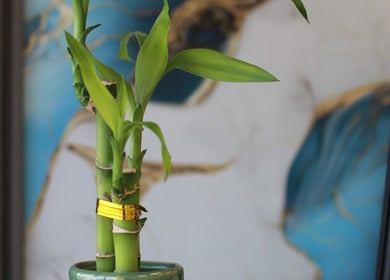 Vibrant bamboo at Dr. Nails Georgetown, Halton Hills, Ontario, CA, bringing a calming touch to the space.