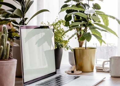 Elegant workspace with plants at Oak Soul Collective, Oakland, California, US.