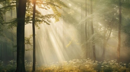 Sunlight filtering through tranquil forest near Jenni Moresco Therapy, Baldock, England, GB.