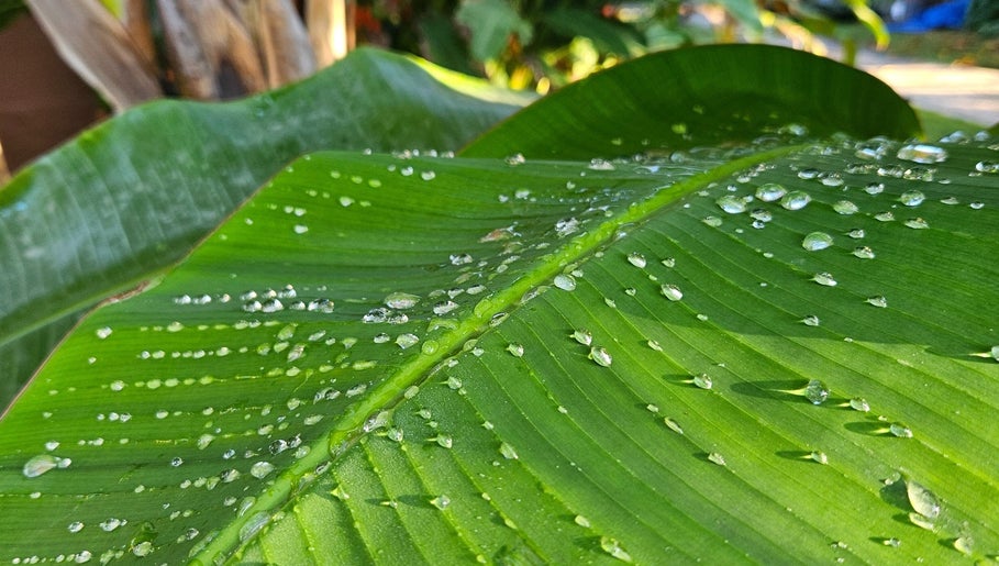 Fresh dewdrops on lush green leaf at MbeautySpa, Willemstad, Curaçao, CW, offering serene tranquility.