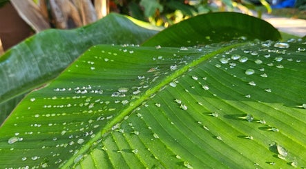 Fresh dewdrops on lush green leaf at MbeautySpa, Willemstad, Curaçao, CW, offering serene tranquility.