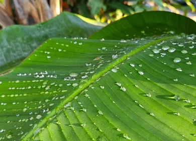 Close-up of dewy green leaf at MbeautySpa, Willemstad, Curaçao, CW enhancing nature's freshness.