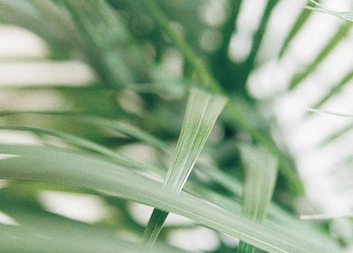 Lush green foliage at Mmmassage, Hastings, England, GB, creating a tranquil atmosphere.