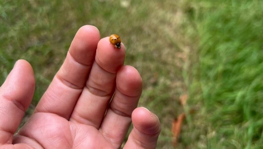 Ladybug perched on a fingertip at Heart Center, Harrogate, England, GB, symbolizes serenity and nature's touch.