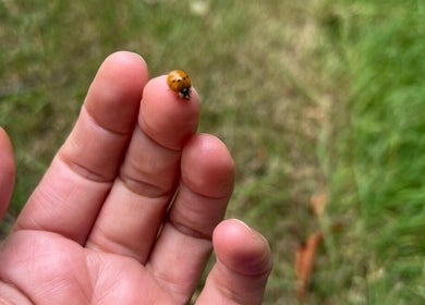 Ladybug perched on a fingertip at Heart Center, Harrogate, England, GB, symbolizes serenity and nature's touch.