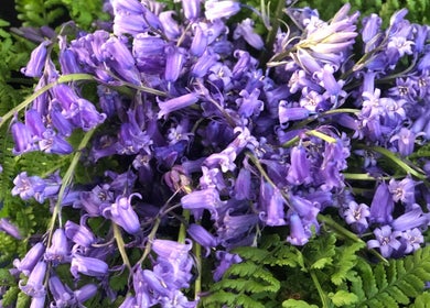 Vibrant lavender flowers and lush ferns at Heart Center, Harrogate, England, GB, enhancing serenity and beauty.
