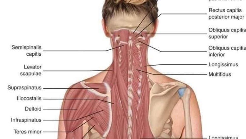 Detailed muscle anatomy illustration at Annie Thai Massage, Egham, England, GB highlighting therapeutic focus areas.