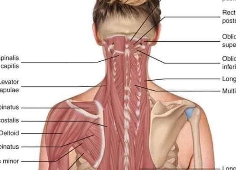 Detailed muscle anatomy illustration at Annie Thai Massage, Egham, England, GB highlighting therapeutic focus areas.