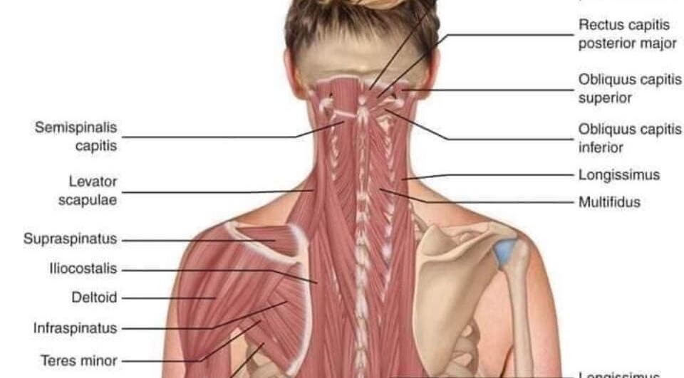 Detailed muscle anatomy illustration at Annie Thai Massage, Egham, England, GB highlighting therapeutic focus areas.