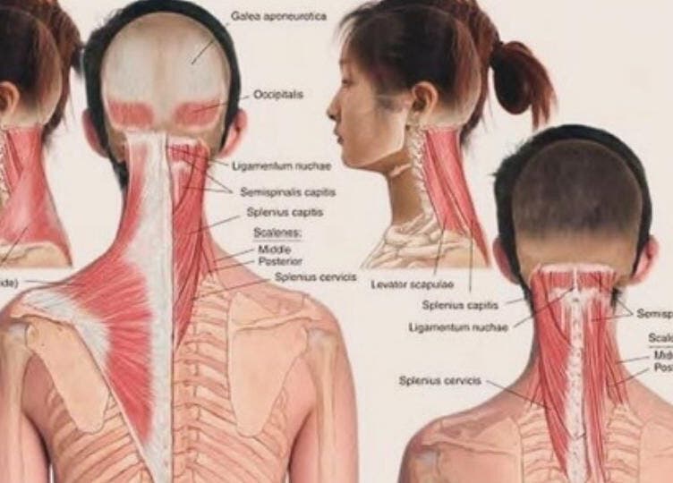 Diagram of neck muscles highlighting tension points treated at Annie Thai Massage, Egham, England, GB.