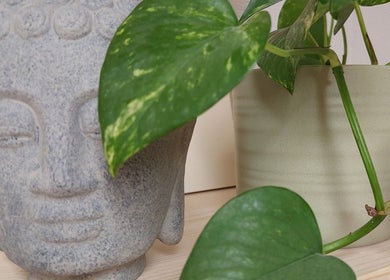 Senvana Studion rauhoittava Buddha-patsas ja kasvi Tampere, Pirkanmaa, FI.