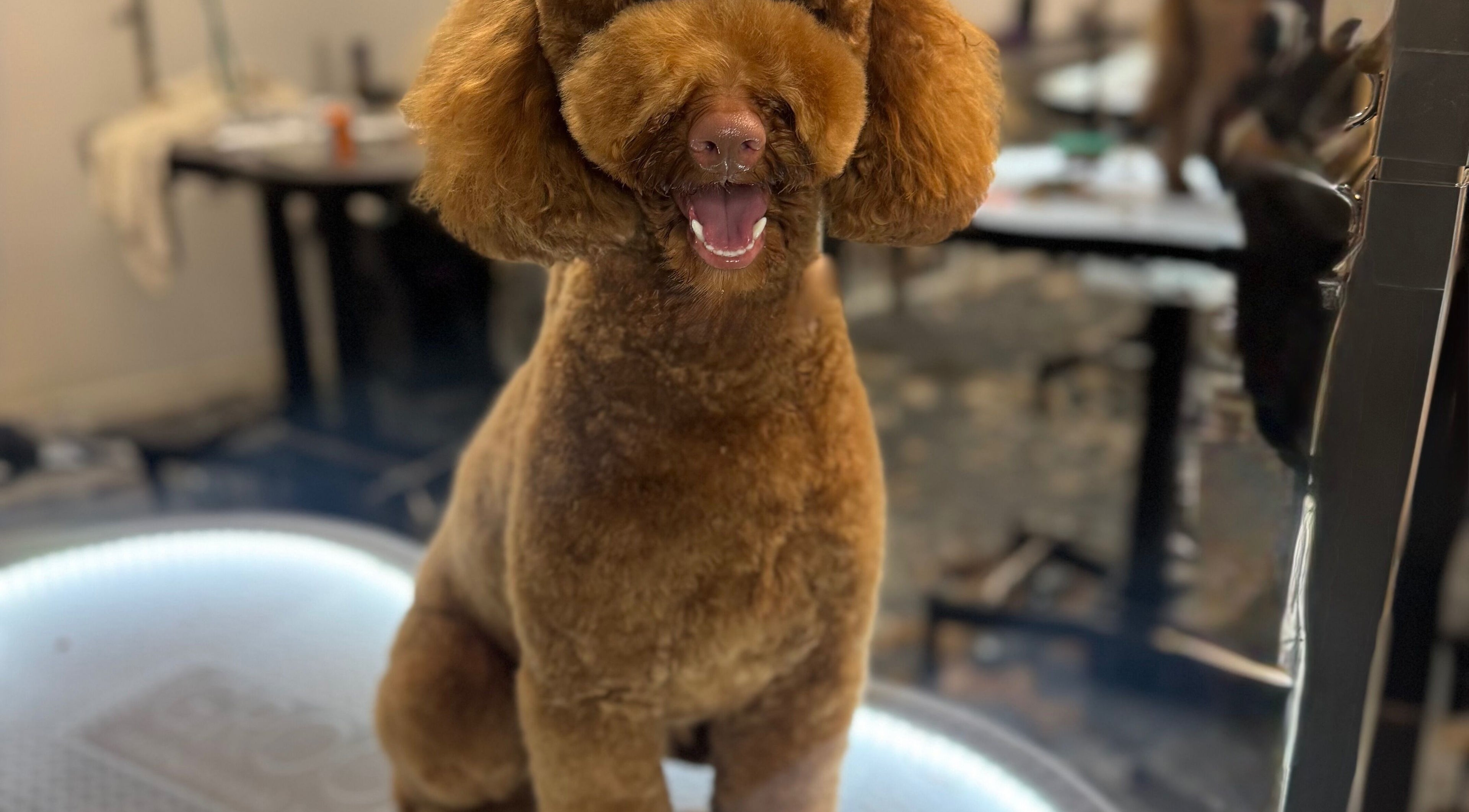 Happy poodle with stylish cut at Fluff and Flare Grooming in Glasgow, Scotland, GB.