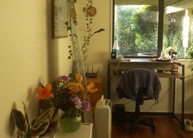 Tranquil workspace with plants at llashionista, Wellington, Wellington Region, NZ.